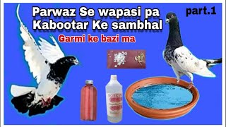 Parwaz Se wapasi par Kabootar Ki sambhal Ka Desi Nuskha