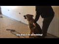 German Shepherd Amazing Fast Training at Cincinnati Dog Trainers Off Leash K9