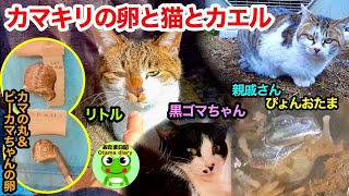 カマキリ日記#196 カリカリに飛びつくリトル、カマキリの卵と冬眠中のカエルと猫たち。（2月20日～3月9日）【おたま日記】