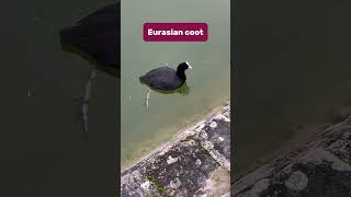 Eurasian coot #Eurasia #coot #waterfowl #bird #water #pond #nature #wildlife #france #shorts