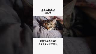 感情を表す猫の耳の特徴4選 #猫 #雑学 #豆知識