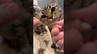 【猫動画】おやつに群がる猫たちが可愛すぎるwww #shorts