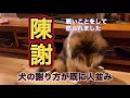 頭を下げて謝る犬！！