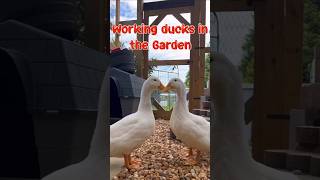 Working ducks in the garden #raisingducks  #petducks #duck #homestead #gardening #vegetablegarden