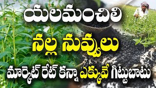 రెండో పంటగా నల్ల నువ్వుల సాగు | ఎకరానికి లాభం ?  black sesame farming | Subbarao