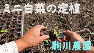 白菜　CRお黄にいりの定植　駒川農園　23.8.28