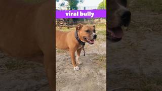 viral bully #shorts #viral #viralvideo #dog #reels #bullybreed #ytshorts