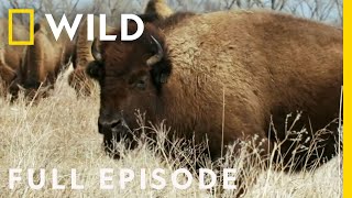 Bring on the Bison and Crane Migration! (Full Episode) | Heartland Docs, DVM