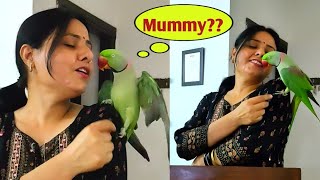 Parrot Pablo Nahi बातूनी बच्चा 😂