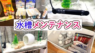 【ヒーター】冬のウーパールーパー水槽プチメンテナンス＆購入品開封【サーモスタット】【NISSO(ニッソー)】