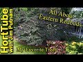 All About Eastern Redbuds - My Favorite Trees