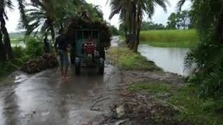 Jute Harvesting \u0026 Process Vedio - 1  சணல் பயிர் சாகுபடி மற்றும் தயாரிப்பு முறை.