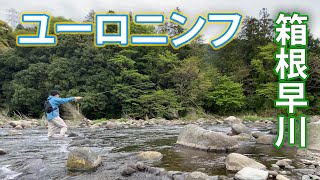 【フライフィッシング】【神奈川県】ユーロニンフで狙う箱根早川！