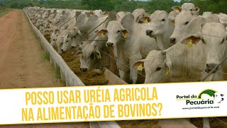 Posso usar ureia agrícola na alimentação de bovinos?