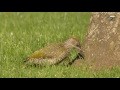 groene specht green woodpecker met 2 jongen in uhd 4k 20160707