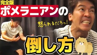 浜辺美波も飼っている【武井壮】ポメラニアンの倒し方 完全版【ライブ】【切り抜き】