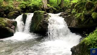 Waterfall sounds felling nature || #4k #nature status #relaxingmusic #nature #fabulousnatureworlds