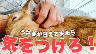 不意にうさぎが甘えてきた時あるあるが言いたい　No.1314