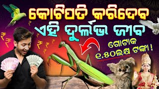 ଆପଣଙ୍କୁ କୋଟିପତି କରିଦେବ ଏହି ଦୁର୍ଲଭ ଜୀବ! ଖାଲି ଟଙ୍କାରେ ଶୋଇବେ ଆପଣ