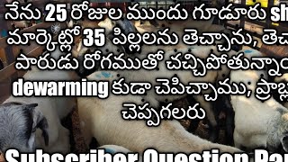 Sheep \u0026 Goat Farming - నేను 25 రోజుల ముందు గూడూరు sheep మార్కెట్లో 35  పిల్లలను తెచ్చాను,