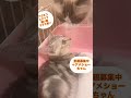 里親募集中子猫アゴはネコ 子猫 里親様募集中 猫のいる暮らし 里親さん募集 アメショー