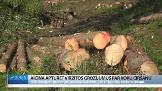 ReTV: Aicina apturēt virzītos grozījumus par koku ciršanu