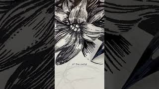 Dip pen & ink botanical line art drawing demo