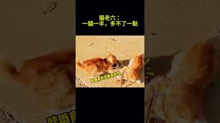 搞笑动物系列第141集 猫老六：一貓一半，多不了一點