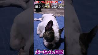 眠たすぎるフレンチブルドッグ　『ぶーちゃん日記』 #dog #フレンチブルドッグ #frenchbulldog #犬のいる暮らし #フレンチブル