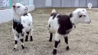 天王寺動物園にヤギ2頭が仲間入り