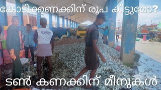 പൊടിക്കാൻ ഉപയോഗിക്കുന്ന മീൻ | Fish used for grinding | #fish #fish_market #harbour #fishing #kl54