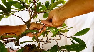 Nín thở uốn cây mai bonsai