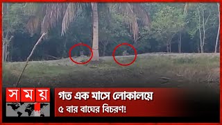 About 20 hours in the hands of tiger forest workers! | Sundarban Forest | Bagerhat Tiger | Bagerhat News