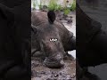 wild rhinoceros secrets you never knew existed amazingfacts naturecuriosities facts animals