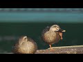 ゆる鳥散歩 2020年10月24日 オナガガモ カワセミ ゴイサギ カルガモ