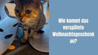 Endlich gibt’s das fehlende Weihnachtsgeschenk #katze #katzenaufyoutube #katzenvideos #bengalkatze