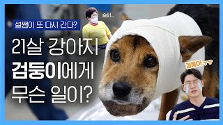 큰 혹을 제거했던 20살 노견 검둥이, 다시 찾아왔다고요? | 설쌤이 다시 간다! ‘검둥이’ 편 | 설채현 행동학 수의사