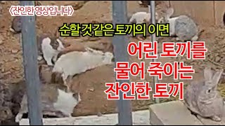 (잔인한 영상)어린토끼를 물어죽이는 잔인한 토끼,a cruel rabbit that bites a young rabbit to death.