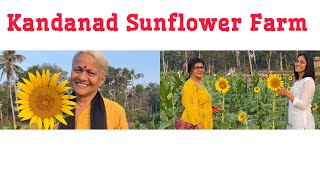 Kandanad Sunflower Farm || കണ്ടനാട് പാഠശേഖരത്തിലെ സൂര്യകാന്തി തോട്ടം || Things to do in Kochi #kochi