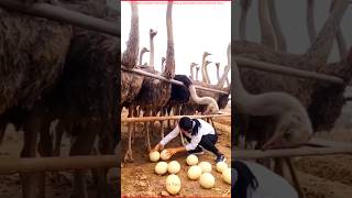 सभी जीवित पक्षियों में सबसे बड़ा अंडा? 🥚 😱 |  Ostrich Eggs Fact | #shorts #ostrich #eggs