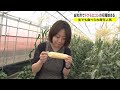 果物より甘い！？　“生で食べられる”トウモロコシ　シーズン到来！　【岡山・総社市】 22 05 31 18 02