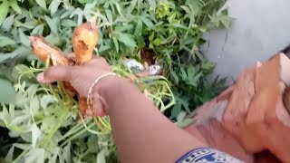 sweetpotato/చిలకడదుంప ఇంట్లో పెంచి పొలంలో నాటించాం