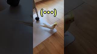 [オカメインコ]落ちた！！💦　#shorts