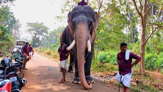 നായരമ്പലം രാജശേഖരനും സാരഥിമാരും | Nayarambalam Rajasekaran \u0026 Nenmara Sushiettan | Chembuthra Pooram