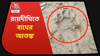 Tiger Terror at Raidighi | রায়দীঘিতে বাঘের আতঙ্ক,  তল্লাশি শুরু বনকর্মীদের