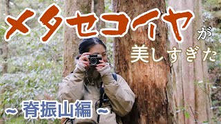 【福岡県脊振山登山】４K｜メタセコイヤ並木紅葉が綺麗すぎた｜山の音と綺麗な映像をお届け｜日帰り登山