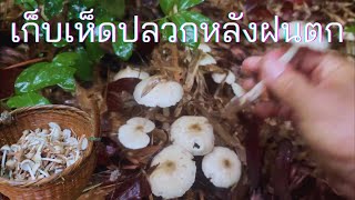 เก็บเห็ดปลวกหลังฝนตกใหม่ #เก็บเห็ด #mushroom