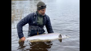 Sea pool, Ems herrgård, Emån, lax ca 17 kg 114 cm