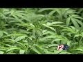 Changes made to 2016 ballot question on marijuana legalization in MA