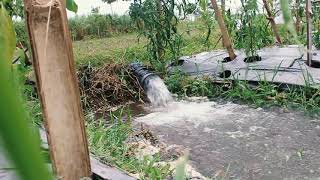 CINEMATIC HAMPARAN SAWAH DI PAGI HARI  #ALINEA PROJECT